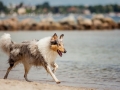 Hundemaechen_Gaia_Langhaarcollie_Rough_Collie_Eckernfoerde_Hundestrand_Ostsee_Schleswig-Holstein_Strand_Sand_Meer (44)