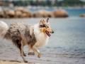 Hundemaechen_Gaia_Langhaarcollie_Rough_Collie_Eckernfoerde_Hundestrand_Ostsee_Schleswig-Holstein_Strand_Sand_Meer (46)