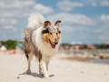 Hundemaechen_Gaia_Langhaarcollie_Rough_Collie_Eckernfoerde_Hundestrand_Ostsee_Schleswig-Holstein_Strand_Sand_Meer (48)