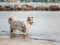 Hundemaechen_Gaia_Langhaarcollie_Rough_Collie_Eckernfoerde_Hundestrand_Ostsee_Schleswig-Holstein_Strand_Sand_Meer (56)