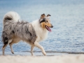 Hundemaechen_Gaia_Langhaarcollie_Rough_Collie_Eckernfoerde_Hundestrand_Ostsee_Schleswig-Holstein_Strand_Sand_Meer (60)