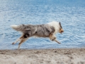 Hundemaechen_Gaia_Langhaarcollie_Rough_Collie_Eckernfoerde_Hundestrand_Ostsee_Schleswig-Holstein_Strand_Sand_Meer (64)