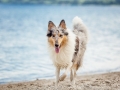 Hundemaechen_Gaia_Langhaarcollie_Rough_Collie_Eckernfoerde_Hundestrand_Ostsee_Schleswig-Holstein_Strand_Sand_Meer (68)