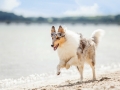 Hundemaechen_Gaia_Langhaarcollie_Rough_Collie_Eckernfoerde_Hundestrand_Ostsee_Schleswig-Holstein_Strand_Sand_Meer (7)