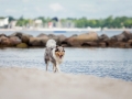 Hundemaechen_Gaia_Langhaarcollie_Rough_Collie_Eckernfoerde_Hundestrand_Ostsee_Schleswig-Holstein_Strand_Sand_Meer (70)