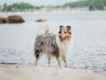 Hundemaechen_Gaia_Langhaarcollie_Rough_Collie_Eckernfoerde_Hundestrand_Ostsee_Schleswig-Holstein_Strand_Sand_Meer (74)