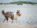 Hundemaechen_Gaia_Langhaarcollie_Rough_Collie_Eckernfoerde_Hundestrand_Ostsee_Schleswig-Holstein_Strand_Sand_Meer (76)