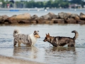 Hundemaechen_Gaia_Langhaarcollie_Rough_Collie_Eckernfoerde_Hundestrand_Ostsee_Schleswig-Holstein_Strand_Sand_Meer (82)