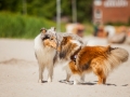 Hundemaechen_Gaia_Langhaarcollie_Rough_Collie_Eckernfoerde_Hundestrand_Ostsee_Schleswig-Holstein_Strand_Sand_Meer (86)