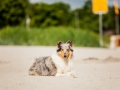 Hundemaechen_Gaia_Langhaarcollie_Rough_Collie_Eckernfoerde_Hundestrand_Ostsee_Schleswig-Holstein_Strand_Sand_Meer (88)