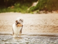 Hundemaechen_Gaia_Langhaarcollie_Rough_Collie_Eckernfoerde_Hundestrand_Ostsee_Schleswig-Holstein_Strand_Sand_Meer (95)