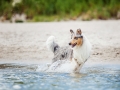 Hundemaechen_Gaia_Langhaarcollie_Rough_Collie_Eckernfoerde_Hundestrand_Ostsee_Schleswig-Holstein_Strand_Sand_Meer (97)