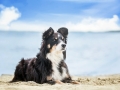 Hundemaechen_Maggy_Border_Collie_Mischling_Eckernfoerde_Hundestrand_Ostsee_Schleswig-Holstein_Strand_Sand_Meer (1)