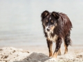 Hundemaechen_Maggy_Border_Collie_Mischling_Eckernfoerde_Hundestrand_Ostsee_Schleswig-Holstein_Strand_Sand_Meer (13)