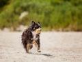 Hundemaechen_Maggy_Border_Collie_Mischling_Eckernfoerde_Hundestrand_Ostsee_Schleswig-Holstein_Strand_Sand_Meer (15)