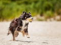 Hundemaechen_Maggy_Border_Collie_Mischling_Eckernfoerde_Hundestrand_Ostsee_Schleswig-Holstein_Strand_Sand_Meer (17)