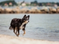 Hundemaechen_Maggy_Border_Collie_Mischling_Eckernfoerde_Hundestrand_Ostsee_Schleswig-Holstein_Strand_Sand_Meer (21)