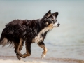 Hundemaechen_Maggy_Border_Collie_Mischling_Eckernfoerde_Hundestrand_Ostsee_Schleswig-Holstein_Strand_Sand_Meer (25)