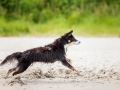 Hundemaechen_Maggy_Border_Collie_Mischling_Eckernfoerde_Hundestrand_Ostsee_Schleswig-Holstein_Strand_Sand_Meer (27)