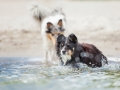 Hundemaechen_Maggy_Border_Collie_Mischling_Eckernfoerde_Hundestrand_Ostsee_Schleswig-Holstein_Strand_Sand_Meer (29)