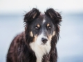 Hundemaechen_Maggy_Border_Collie_Mischling_Eckernfoerde_Hundestrand_Ostsee_Schleswig-Holstein_Strand_Sand_Meer (3)