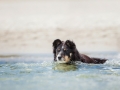 Hundemaechen_Maggy_Border_Collie_Mischling_Eckernfoerde_Hundestrand_Ostsee_Schleswig-Holstein_Strand_Sand_Meer (31)