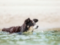 Hundemaechen_Maggy_Border_Collie_Mischling_Eckernfoerde_Hundestrand_Ostsee_Schleswig-Holstein_Strand_Sand_Meer (33)