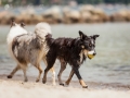 Hundemaechen_Maggy_Border_Collie_Mischling_Eckernfoerde_Hundestrand_Ostsee_Schleswig-Holstein_Strand_Sand_Meer (37)