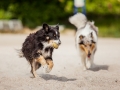 Hundemaechen_Maggy_Border_Collie_Mischling_Eckernfoerde_Hundestrand_Ostsee_Schleswig-Holstein_Strand_Sand_Meer (43)