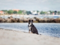 Hundemaechen_Maggy_Border_Collie_Mischling_Eckernfoerde_Hundestrand_Ostsee_Schleswig-Holstein_Strand_Sand_Meer (45)