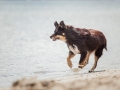 Hundemaechen_Maggy_Border_Collie_Mischling_Eckernfoerde_Hundestrand_Ostsee_Schleswig-Holstein_Strand_Sand_Meer (5)