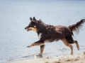 Hundemaechen_Maggy_Border_Collie_Mischling_Eckernfoerde_Hundestrand_Ostsee_Schleswig-Holstein_Strand_Sand_Meer (7)