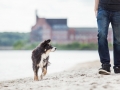 Hundemaechen_Maggy_Border_Collie_Mischling_Eckernfoerde_Hundestrand_Ostsee_Schleswig-Holstein_Strand_Sand_Meer (9)