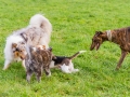 Hundetreffen_Spaziergang_Maggy_Border_Collie_Mischling_Gaia_Langhaarcollie_Dahra_Fuyumi_Akita_InU_Bella_Basima_Greyhound_Windhund_Beagle_Dobermann_Spencer (1)