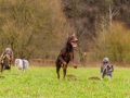 Hundetreffen_Spaziergang_Maggy_Border_Collie_Mischling_Gaia_Langhaarcollie_Dahra_Fuyumi_Akita_InU_Bella_Basima_Greyhound_Windhund_Beagle_Dobermann_Spencer (107)