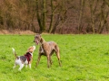 Hundetreffen_Spaziergang_Maggy_Border_Collie_Mischling_Gaia_Langhaarcollie_Dahra_Fuyumi_Akita_InU_Bella_Basima_Greyhound_Windhund_Beagle_Dobermann_Spencer (11)