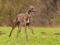 Hundetreffen_Spaziergang_Maggy_Border_Collie_Mischling_Gaia_Langhaarcollie_Dahra_Fuyumi_Akita_InU_Bella_Basima_Greyhound_Windhund_Beagle_Dobermann_Spencer (111)