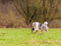 Hundetreffen_Spaziergang_Maggy_Border_Collie_Mischling_Gaia_Langhaarcollie_Dahra_Fuyumi_Akita_InU_Bella_Basima_Greyhound_Windhund_Beagle_Dobermann_Spencer (113)