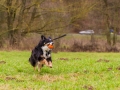 Hundetreffen_Spaziergang_Maggy_Border_Collie_Mischling_Gaia_Langhaarcollie_Dahra_Fuyumi_Akita_InU_Bella_Basima_Greyhound_Windhund_Beagle_Dobermann_Spencer (117)