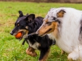 Hundetreffen_Spaziergang_Maggy_Border_Collie_Mischling_Gaia_Langhaarcollie_Dahra_Fuyumi_Akita_InU_Bella_Basima_Greyhound_Windhund_Beagle_Dobermann_Spencer (119)