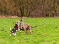 Hundetreffen_Spaziergang_Maggy_Border_Collie_Mischling_Gaia_Langhaarcollie_Dahra_Fuyumi_Akita_InU_Bella_Basima_Greyhound_Windhund_Beagle_Dobermann_Spencer (12)