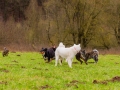 Hundetreffen_Spaziergang_Maggy_Border_Collie_Mischling_Gaia_Langhaarcollie_Dahra_Fuyumi_Akita_InU_Bella_Basima_Greyhound_Windhund_Beagle_Dobermann_Spencer (120)