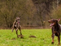 Hundetreffen_Spaziergang_Maggy_Border_Collie_Mischling_Gaia_Langhaarcollie_Dahra_Fuyumi_Akita_InU_Bella_Basima_Greyhound_Windhund_Beagle_Dobermann_Spencer (124)