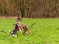 Hundetreffen_Spaziergang_Maggy_Border_Collie_Mischling_Gaia_Langhaarcollie_Dahra_Fuyumi_Akita_InU_Bella_Basima_Greyhound_Windhund_Beagle_Dobermann_Spencer (13)