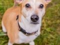 Hundetreffen_Spaziergang_Maggy_Border_Collie_Mischling_Gaia_Langhaarcollie_Dahra_Fuyumi_Akita_InU_Bella_Basima_Greyhound_Windhund_Beagle_Dobermann_Spencer (131)