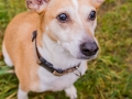 Hundetreffen_Spaziergang_Maggy_Border_Collie_Mischling_Gaia_Langhaarcollie_Dahra_Fuyumi_Akita_InU_Bella_Basima_Greyhound_Windhund_Beagle_Dobermann_Spencer (132)