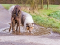 Hundetreffen_Spaziergang_Maggy_Border_Collie_Mischling_Gaia_Langhaarcollie_Dahra_Fuyumi_Akita_InU_Bella_Basima_Greyhound_Windhund_Beagle_Dobermann_Spencer (147)