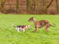 Hundetreffen_Spaziergang_Maggy_Border_Collie_Mischling_Gaia_Langhaarcollie_Dahra_Fuyumi_Akita_InU_Bella_Basima_Greyhound_Windhund_Beagle_Dobermann_Spencer (23)