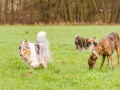 Hundetreffen_Spaziergang_Maggy_Border_Collie_Mischling_Gaia_Langhaarcollie_Dahra_Fuyumi_Akita_InU_Bella_Basima_Greyhound_Windhund_Beagle_Dobermann_Spencer (26)