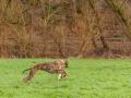 Hundetreffen_Spaziergang_Maggy_Border_Collie_Mischling_Gaia_Langhaarcollie_Dahra_Fuyumi_Akita_InU_Bella_Basima_Greyhound_Windhund_Beagle_Dobermann_Spencer (3)